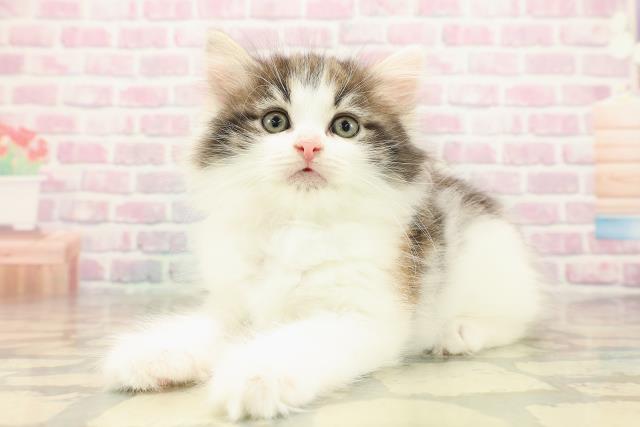 東京都のノルウェージャンフォレストキャット (Coo&RIKU池袋西口店/2025年9月29日生まれ/女の子/ブラウンパッチドタビーホワイト)の子猫の2枚目の画像