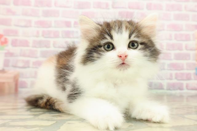 東京都のノルウェージャンフォレストキャット (Coo&RIKU池袋西口店/2025年9月29日生まれ/女の子/ブラウンパッチドタビーホワイト)の子猫の3枚目の画像