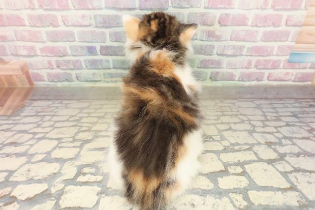 東京都のノルウェージャンフォレストキャット (Coo&RIKU池袋西口店/2025年9月29日生まれ/女の子/ブラウンパッチドタビーホワイト)の子猫の4枚目の画像