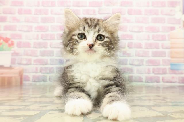 東京都のノルウェージャンフォレストキャット (Coo&RIKU大久保店/2025年9月29日生まれ/男の子/ブラウンタビーホワイト)の子猫の1枚目の画像