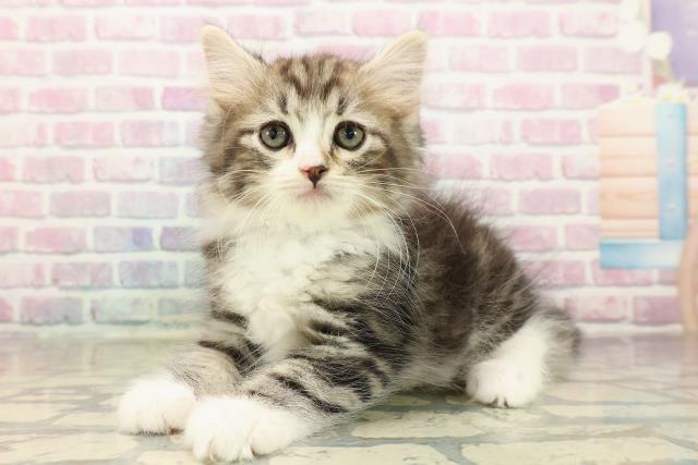 東京都のノルウェージャンフォレストキャット (Coo&RIKU大久保店/2025年9月29日生まれ/男の子/ブラウンタビーホワイト)の子猫の2枚目の画像