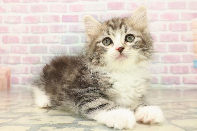 東京都のノルウェージャンフォレストキャット (Coo&RIKU大久保店/2025年9月29日生まれ/男の子/ブラウンタビーホワイト)の子猫の3枚目の画像