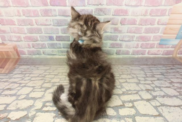 東京都のノルウェージャンフォレストキャット (Coo&RIKU大久保店/2025年9月29日生まれ/男の子/ブラウンタビーホワイト)の子猫の4枚目の画像