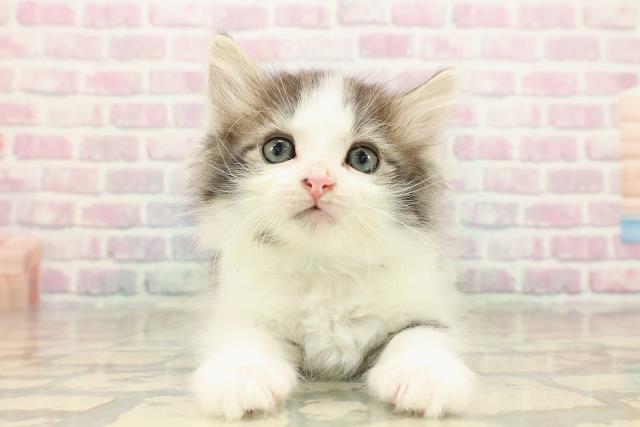 東京都のノルウェージャンフォレストキャット (Coo&RIKU広尾店/2025年9月29日生まれ/男の子/ブラウンタビーホワイト)の子猫