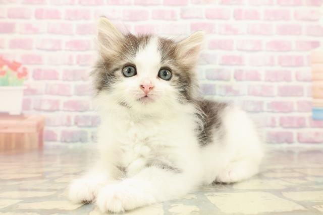 東京都のノルウェージャンフォレストキャット (Coo&RIKU広尾店/2025年9月29日生まれ/男の子/ブラウンタビーホワイト)の子猫の2枚目の画像