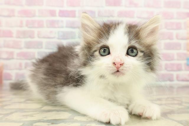 東京都のノルウェージャンフォレストキャット (Coo&RIKU広尾店/2025年9月29日生まれ/男の子/ブラウンタビーホワイト)の子猫の3枚目の画像