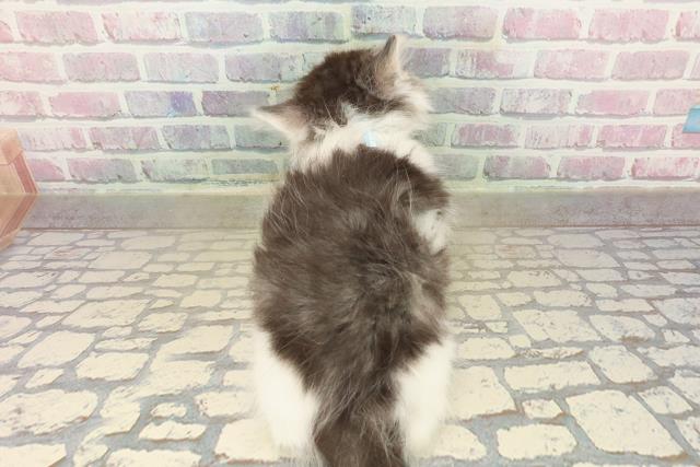 東京都のノルウェージャンフォレストキャット (Coo&RIKU広尾店/2025年9月29日生まれ/男の子/ブラウンタビーホワイト)の子猫の4枚目の画像