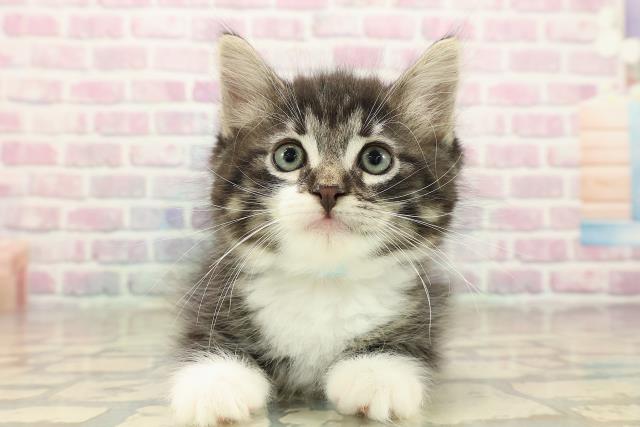 東京都のノルウェージャンフォレストキャット (Coo&RIKU浅草店/2025年9月29日生まれ/男の子/ブラウンタビーホワイト)の子猫の1枚目の画像