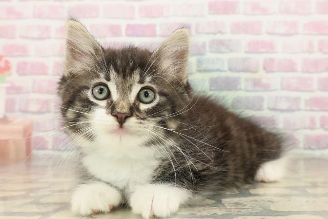 東京都のノルウェージャンフォレストキャット (Coo&RIKU浅草店/2025年9月29日生まれ/男の子/ブラウンタビーホワイト)の子猫の2枚目の画像