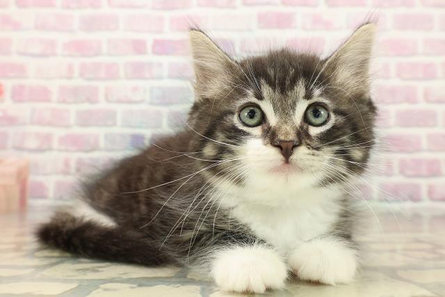 東京都のノルウェージャンフォレストキャット (Coo&RIKU浅草店/2025年9月29日生まれ/男の子/ブラウンタビーホワイト)の子猫の3枚目の画像