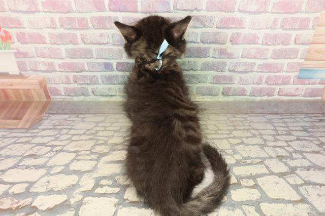 東京都のノルウェージャンフォレストキャット (Coo&RIKU浅草店/2025年9月29日生まれ/男の子/ブラウンタビーホワイト)の子猫の4枚目の画像