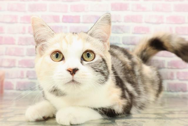 埼玉県のスコティッシュフォールド (Coo&RIKU春日部店/2025年7月18日生まれ/女の子/シルバーパッチドタビーホワイト)の子猫の2枚目の画像