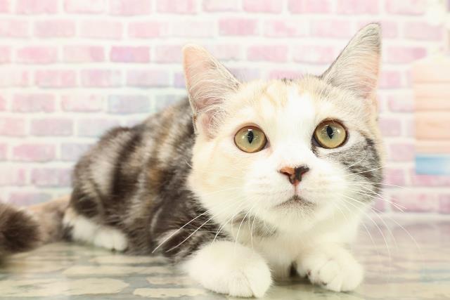 埼玉県のスコティッシュフォールド (Coo&RIKU春日部店/2025年7月18日生まれ/女の子/シルバーパッチドタビーホワイト)の子猫の3枚目の画像