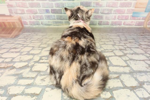 埼玉県のスコティッシュフォールド (Coo&RIKU春日部店/2025年7月18日生まれ/女の子/シルバーパッチドタビーホワイト)の子猫の4枚目の画像