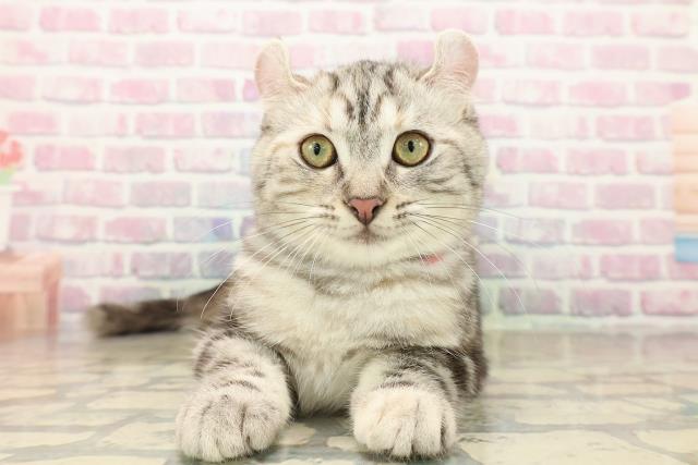 アメリカンカール