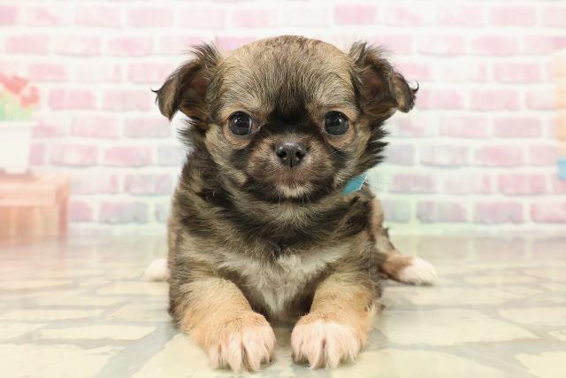 埼玉県のチワワ(ロング) (Coo&RIKU大宮店/2025年9月27日生まれ/男の子/フォーンホワイト)の子犬の1枚目の画像