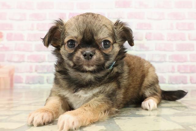 埼玉県のチワワ(ロング) (Coo&RIKU大宮店/2025年9月27日生まれ/男の子/フォーンホワイト)の子犬の2枚目の画像