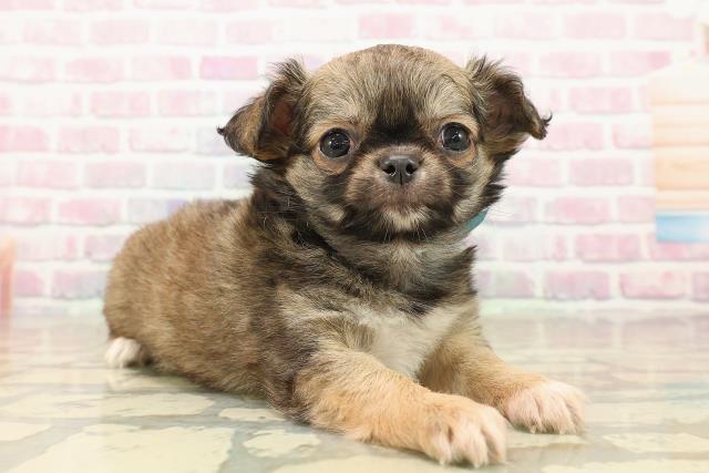 埼玉県のチワワ(ロング) (Coo&RIKU大宮店/2025年9月27日生まれ/男の子/フォーンホワイト)の子犬の3枚目の画像