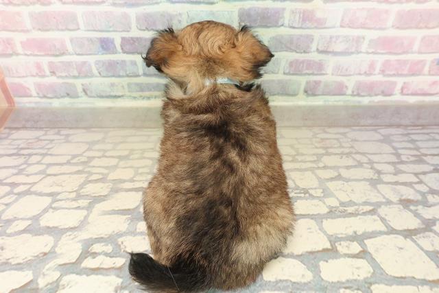 埼玉県のチワワ(ロング) (Coo&RIKU大宮店/2025年9月27日生まれ/男の子/フォーンホワイト)の子犬の4枚目の画像