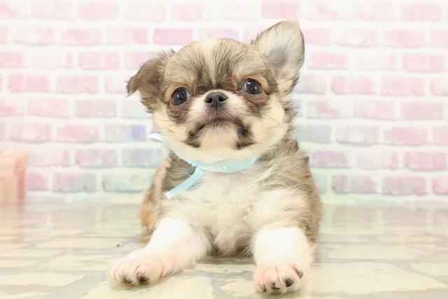 東京都のチワワ(ロング) (Coo&RIKU足立本店/2025年9月27日生まれ/男の子/フォーンホワイト)の子犬の1枚目の画像