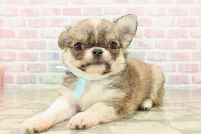 東京都のチワワ(ロング) (Coo&RIKU足立本店/2025年9月27日生まれ/男の子/フォーンホワイト)の子犬の2枚目の画像