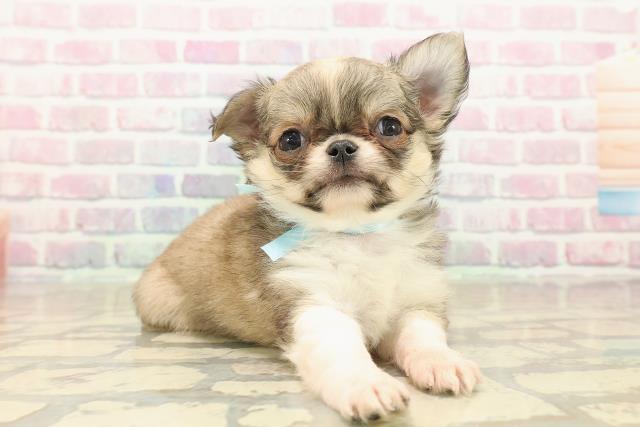 東京都のチワワ(ロング) (Coo&RIKU足立本店/2025年9月27日生まれ/男の子/フォーンホワイト)の子犬の3枚目の画像