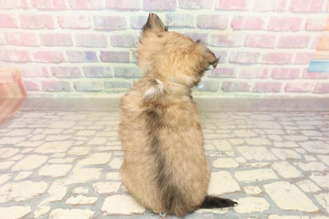 東京都のチワワ(ロング) (Coo&RIKU足立本店/2025年9月27日生まれ/男の子/フォーンホワイト)の子犬の4枚目の画像