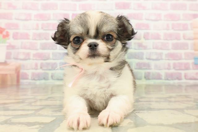 神奈川県のチワワ(ロング) (Coo&RIKU日吉店/2025年9月27日生まれ/女の子/フォーンホワイト)の子犬の1枚目の画像