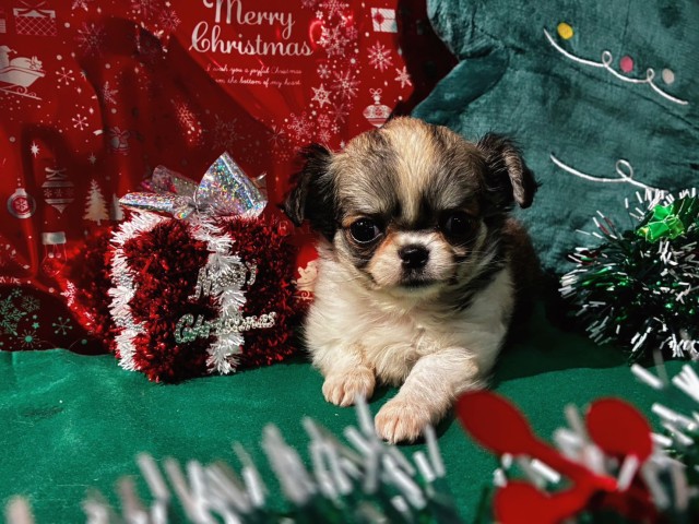 神奈川県のチワワ(ロング) (Coo&RIKU日吉店/2025年9月27日生まれ/女の子/フォーンホワイト)の子犬の3枚目の画像