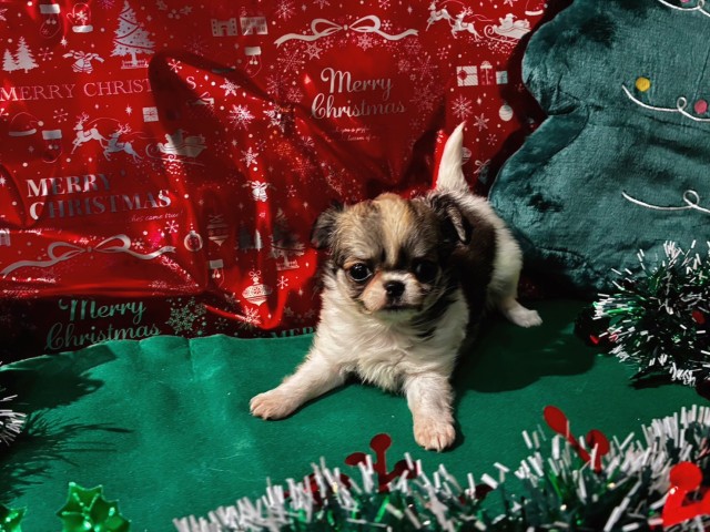 神奈川県のチワワ(ロング) (Coo&RIKU日吉店/2025年9月27日生まれ/女の子/フォーンホワイト)の子犬の4枚目の画像