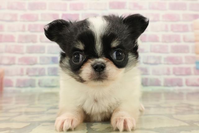 栃木県のチワワ(ロング) (Coo&RIKU宇都宮店/2025年9月27日生まれ/女の子/ホワイトブラックタン)の子犬の1枚目の画像