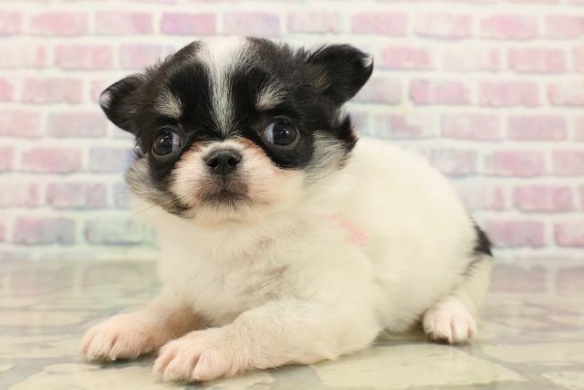 栃木県のチワワ(ロング) (Coo&RIKU宇都宮店/2025年9月27日生まれ/女の子/ホワイトブラックタン)の子犬の2枚目の画像