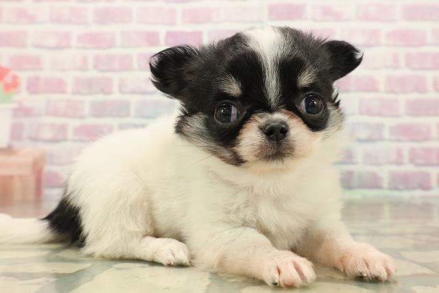 栃木県のチワワ(ロング) (Coo&RIKU宇都宮店/2025年9月27日生まれ/女の子/ホワイトブラックタン)の子犬の3枚目の画像