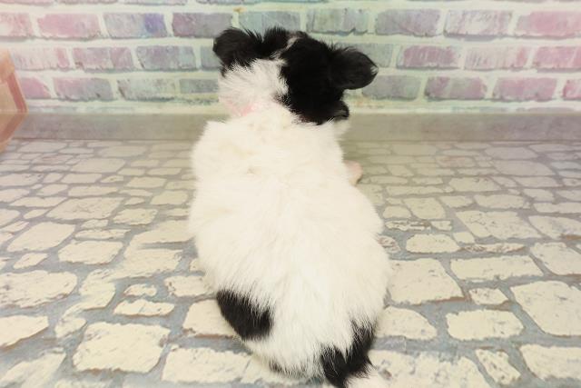 栃木県のチワワ(ロング) (Coo&RIKU宇都宮店/2025年9月27日生まれ/女の子/ホワイトブラックタン)の子犬の4枚目の画像