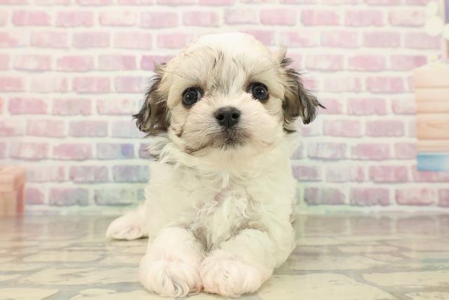 神奈川県のチワマル/マルチワ(チワワ×マルチーズ) (Coo&RIKU相模原店/2025年9月28日生まれ/男の子/レッドホワイト)の子犬の1枚目の画像