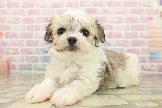 神奈川県のチワマル/マルチワ(チワワ×マルチーズ) (Coo&RIKU相模原店/2025年9月28日生まれ/男の子/レッドホワイト)の子犬の2枚目の画像