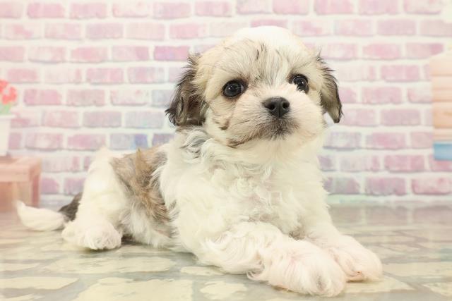 神奈川県のチワマル/マルチワ(チワワ×マルチーズ) (Coo&RIKU相模原店/2025年9月28日生まれ/男の子/レッドホワイト)の子犬の3枚目の画像