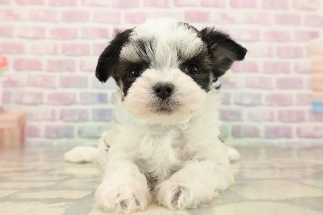 東京都のチワマル/マルチワ(チワワ×マルチーズ) (Coo&RIKU吉祥寺店/2025年9月28日生まれ/男の子/ブラッククリームホワイト)の子犬の1枚目の画像