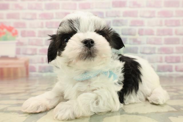 東京都のチワマル/マルチワ(チワワ×マルチーズ) (Coo&RIKU吉祥寺店/2025年9月28日生まれ/男の子/ブラッククリームホワイト)の子犬の2枚目の画像