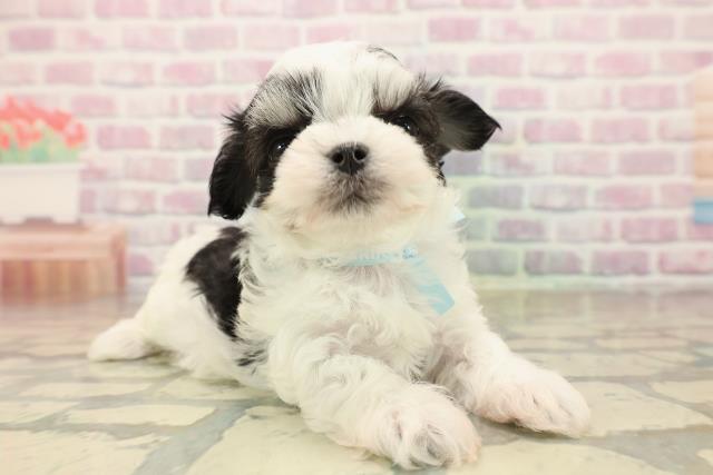 東京都のチワマル/マルチワ(チワワ×マルチーズ) (Coo&RIKU吉祥寺店/2025年9月28日生まれ/男の子/ブラッククリームホワイト)の子犬の3枚目の画像