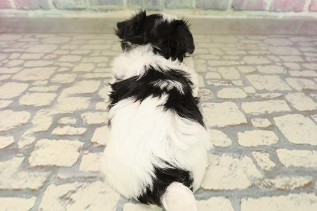 東京都のチワマル/マルチワ(チワワ×マルチーズ) (Coo&RIKU吉祥寺店/2025年9月28日生まれ/男の子/ブラッククリームホワイト)の子犬の4枚目の画像