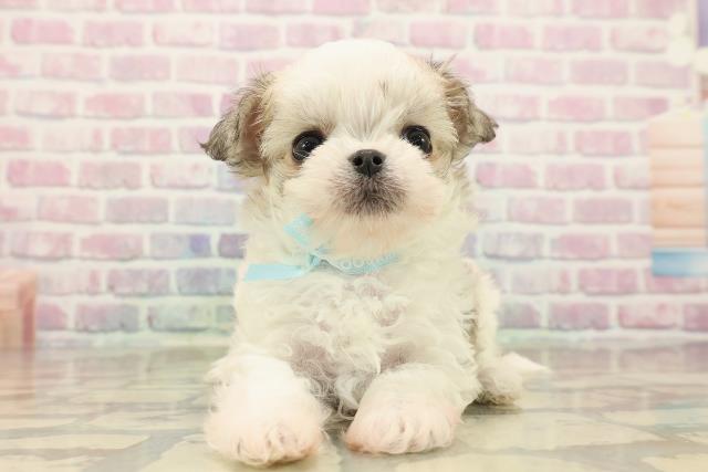 東京都のチワマル/マルチワ(チワワ×マルチーズ) (Coo&RIKU板橋店/2025年9月28日生まれ/男の子/レッドホワイト)の子犬の1枚目の画像