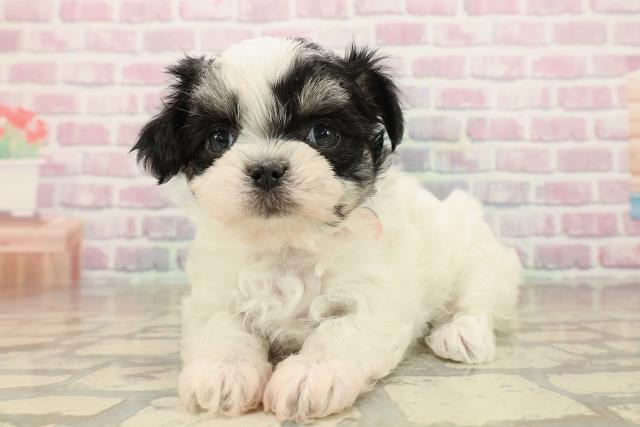 神奈川県のチワマル/マルチワ(チワワ×マルチーズ) (Coo&RIKU日吉店/2025年9月28日生まれ/女の子/ホワイトブラッククリーム)の子犬の2枚目の画像