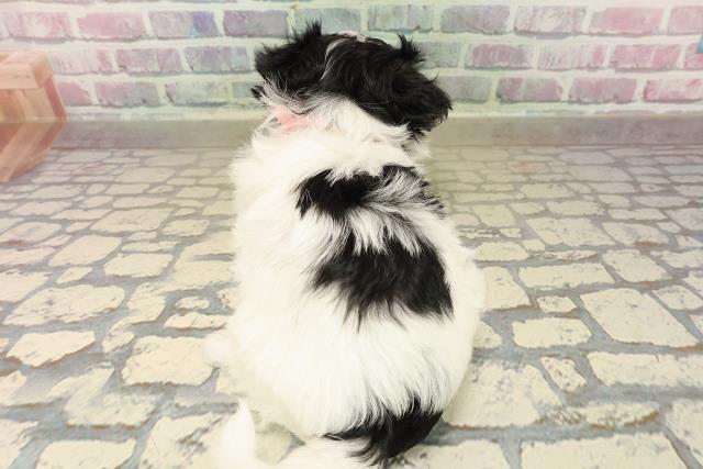 神奈川県のチワマル/マルチワ(チワワ×マルチーズ) (Coo&RIKU日吉店/2025年9月28日生まれ/女の子/ホワイトブラッククリーム)の子犬の4枚目の画像