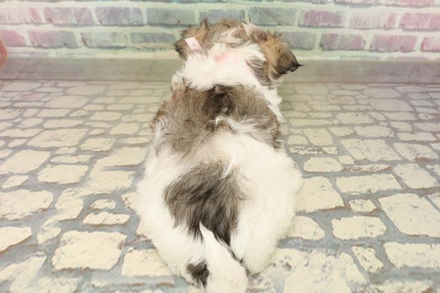 東京都のチワマル/マルチワ(チワワ×マルチーズ) (Coo&RIKU東久留米店/2025年9月28日生まれ/女の子/レッドホワイト)の子犬の4枚目の画像