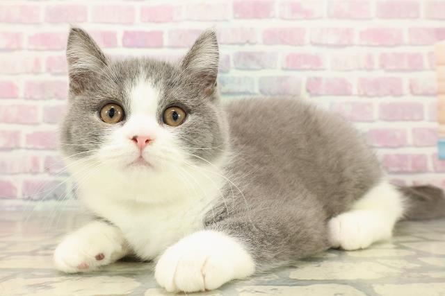 東京都のスコティッシュフォールド (Coo&RIKU板橋店/2025年8月23日生まれ/男の子/ブルーホワイト)の子猫の2枚目の画像