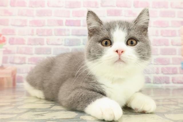 東京都のスコティッシュフォールド (Coo&RIKU板橋店/2025年8月23日生まれ/男の子/ブルーホワイト)の子猫の3枚目の画像