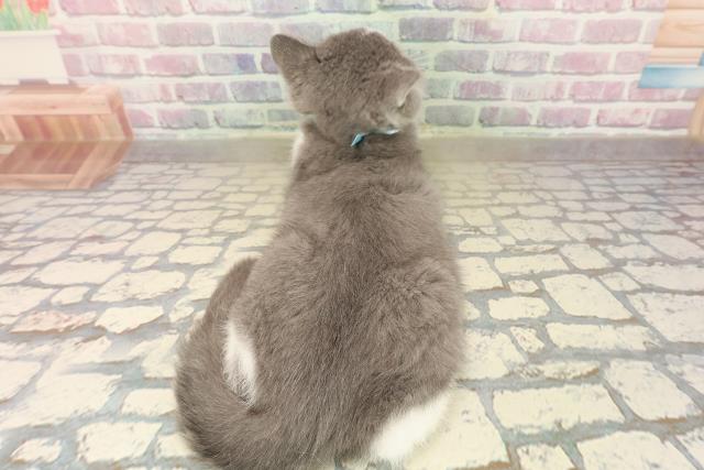 東京都のスコティッシュフォールド (Coo&RIKU板橋店/2025年8月23日生まれ/男の子/ブルーホワイト)の子猫の4枚目の画像