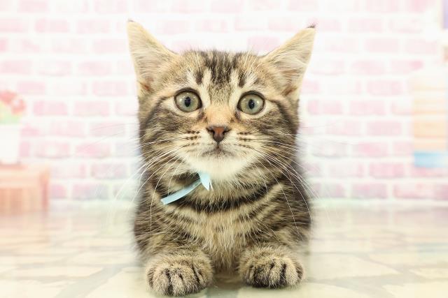 埼玉県のアメリカンカール (Coo&RIKU所沢店/2025年9月6日生まれ/男の子/ブラウンタビー)の子猫の1枚目の画像
