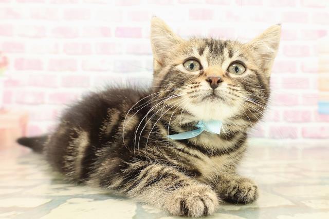 埼玉県のアメリカンカール (Coo&RIKU所沢店/2025年9月6日生まれ/男の子/ブラウンタビー)の子猫の3枚目の画像